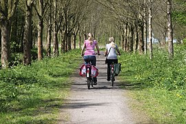 Dwóch rowerzystów na wysadzanej drzewami ścieżce