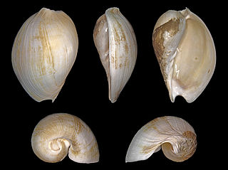 <i>Cymbium tritonis</i> Species of gastropod