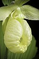 Cypripedium japonicum yellow colour Labellum