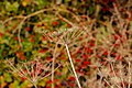 * Nomination Withered yarrow in the Börnste hamlet, Kirchspiel, Dülmen, North Rhine-Westphalia, Germany --XRay 04:42, 5 January 2021 (UTC) * Promotion  Support Good quality -- Johann Jaritz 05:12, 5 January 2021 (UTC)