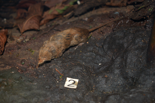 <span class="mw-page-title-main">Oriental shrew</span> Species of mammal