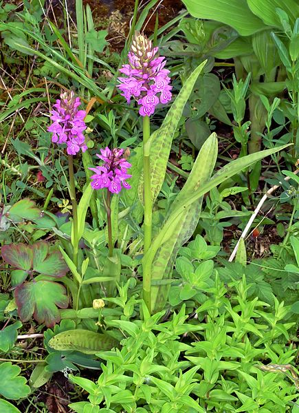 File:Dactylorhiza purpurella Orchi 141.jpg