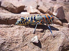 Rainbow grasshopper