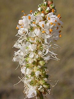 <i>Dalea candida</i> Species of legume