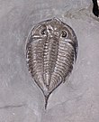 Fossil of the Late Ordovician-Middle Devonian trilobite Dalmanites SilurianTrilobite.jpg