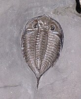 Fossil of the Late Ordovician-Middle Devonian trilobite Dalmanites SilurianTrilobite.jpg