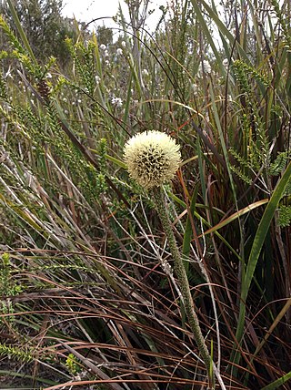 <i>Dasypogon bromeliifolius</i> Species of flowering plant