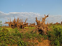 Deforestation around Pakke Tiger Reserve, India Deforestation around Pakke Tiger Reserve, India.JPG