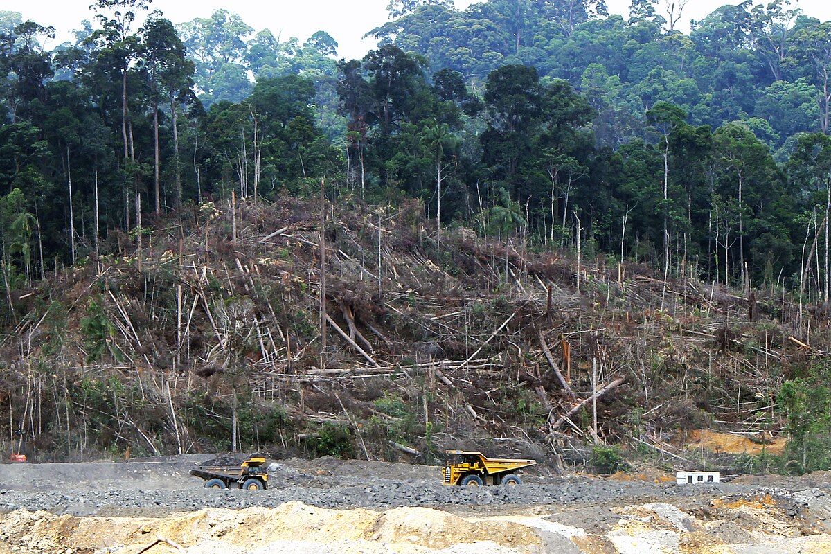  Deforestation  in Borneo  Wikipedia