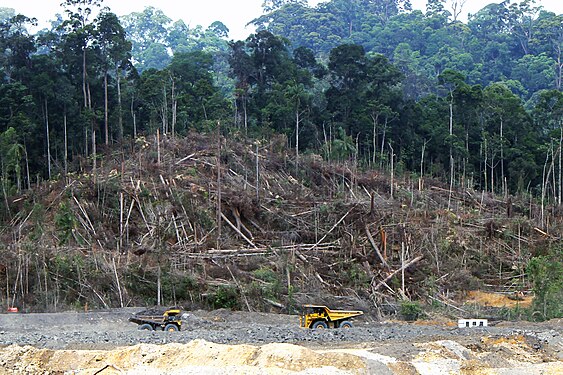 Penebangan pokok