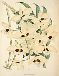 plate 22 Dendrobium dalhousieanum Dendrobium pulchellum