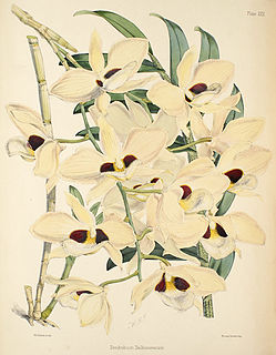 <i>Dendrobium pulchellum</i> species of plant