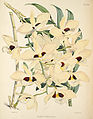 Dendrobium pulchellum (as syn. Dendrobium dalhousieanum) plate 22 in: Robert Warner: Select Orchidaceous Plants - I. Series (1862-1865)