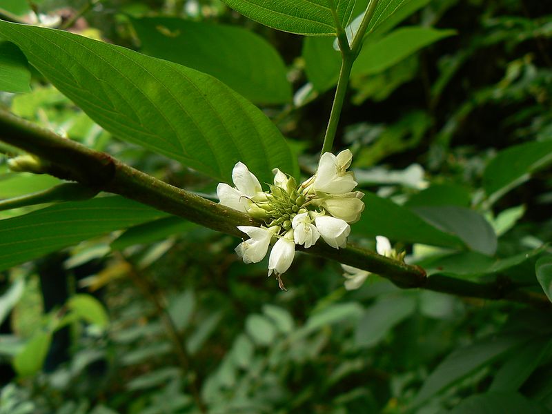 File:Dendrolobium triangulare (Retz.) Schindl. (1251525646).jpg