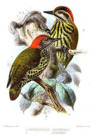 <span class="mw-page-title-main">Melancholy woodpecker</span> Species of bird