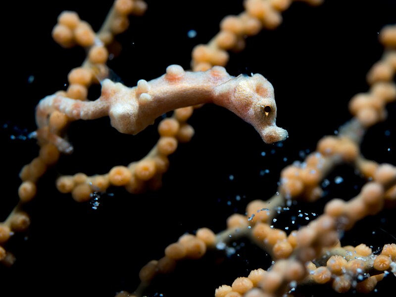 File:Denise's pygmy seahorse (Hippocampus denise) (37542068042).jpg