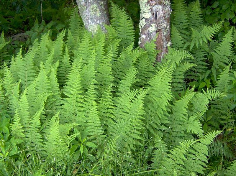 File:Dennstaedtia punctilobula2.jpg