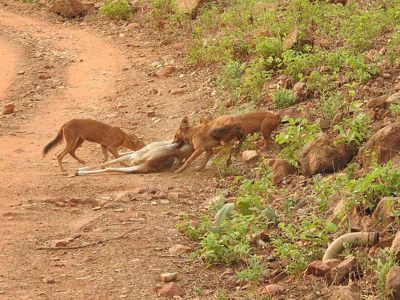 File:Dholes Cuon alpinus hunting a Spotted Deer image by Raju Kasambe DSCN4225 13.jpg