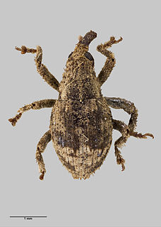 <i>Didymus</i> (weevil) Genus of beetles