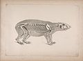 Die vergleichende Osteologie (1821) Cuniculus paca.jpg