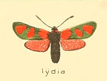 Diegrossschmette02seit 0021 Zygaena lydia.jpg 