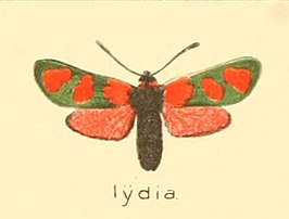 Zygaena lydia