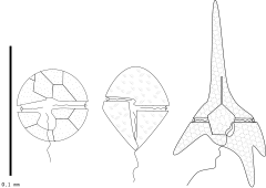 Representación esquemática de tres especies de dinoflagelado.