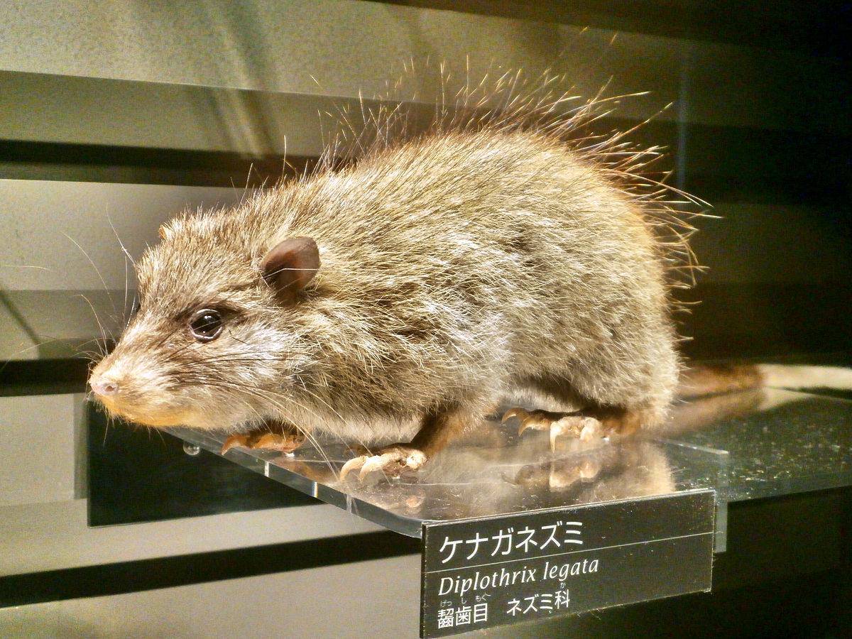 Ryukyu long-tailed giant rat - Wikipedia