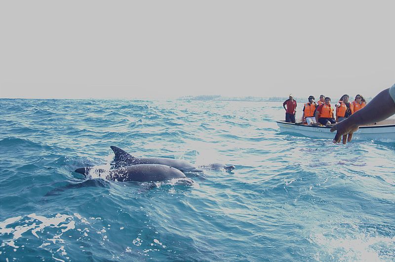 File:Dolphin tour in Zanzibar.jpg