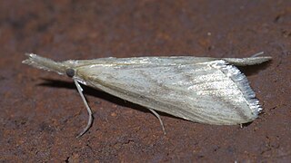 <i>Donacaula longirostrallus</i> Species of moth