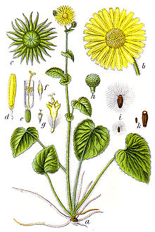 Doronicum pardalianches Sturm56.jpg