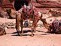 Double-camel (16784731704).jpg