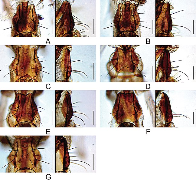 File:Drosophila (Dudaica) (10.3897-zookeys.781.27354) Figure 8.jpg