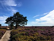 "heathlands"