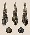 * Nomination Shell of an auger snail, Duplicaria badia --Llez 04:47, 9 May 2023 (UTC) * Promotion  Support Good quality.--Famberhorst 05:33, 9 May 2023 (UTC)