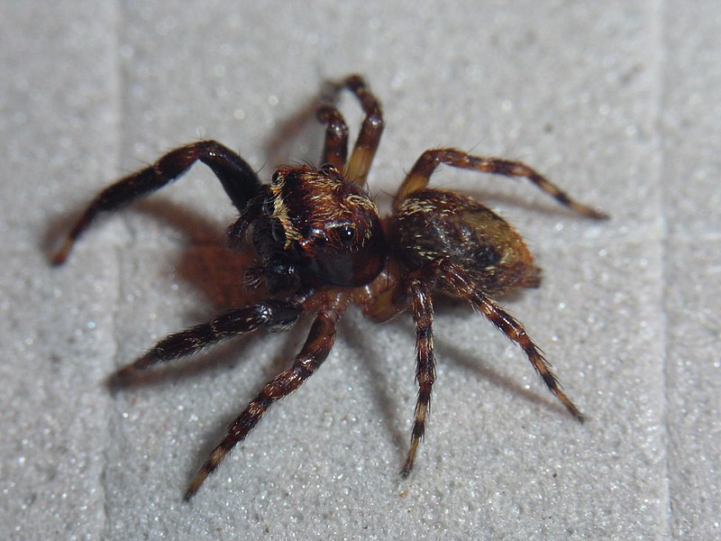 File:ECU10-1463 Ecuadattus typicus male.jpg