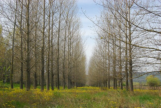 Trees near a lake in northern Greece