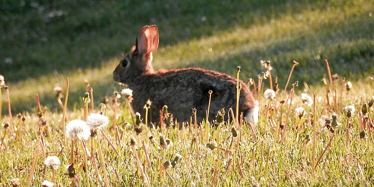 Eastern Cottontail (Sylvilagus floridanus)