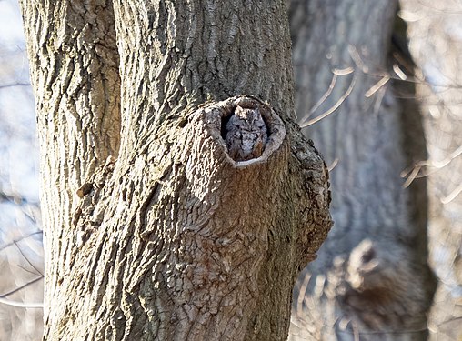 Eastern screech owl in Inwood Hill Park