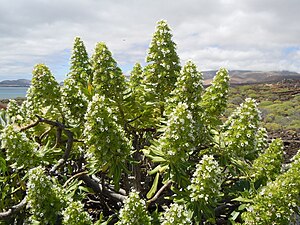 Echium decaisnei, Lanzarote.