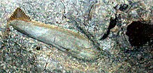 Dente fossile di Edestus heinrichi