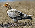 Egyptian vulture Neophron percnopterus