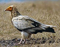 Egipta vulture.jpg