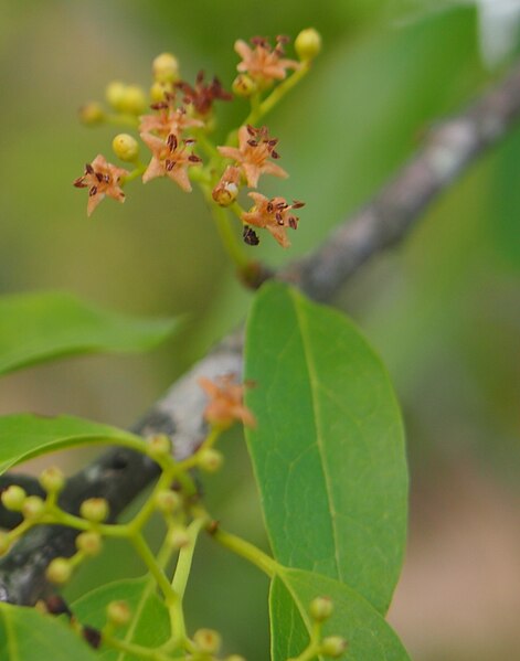 File:Ehretia membranifolia flowers.jpg