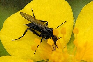 <i>Empis planetica</i> Species of fly