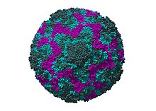 Enterovirus.jpg
