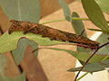 Larva