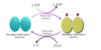 Enzimas modulados covalentemente