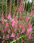 Common (pink) heath Epacris Hybrids Diadem BotGardBln1105InflorescencesZ.jpg