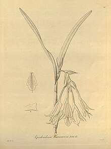 Epidendrum warszewiczii - Xenia vol. 1 pl 26 (1858) .jpg